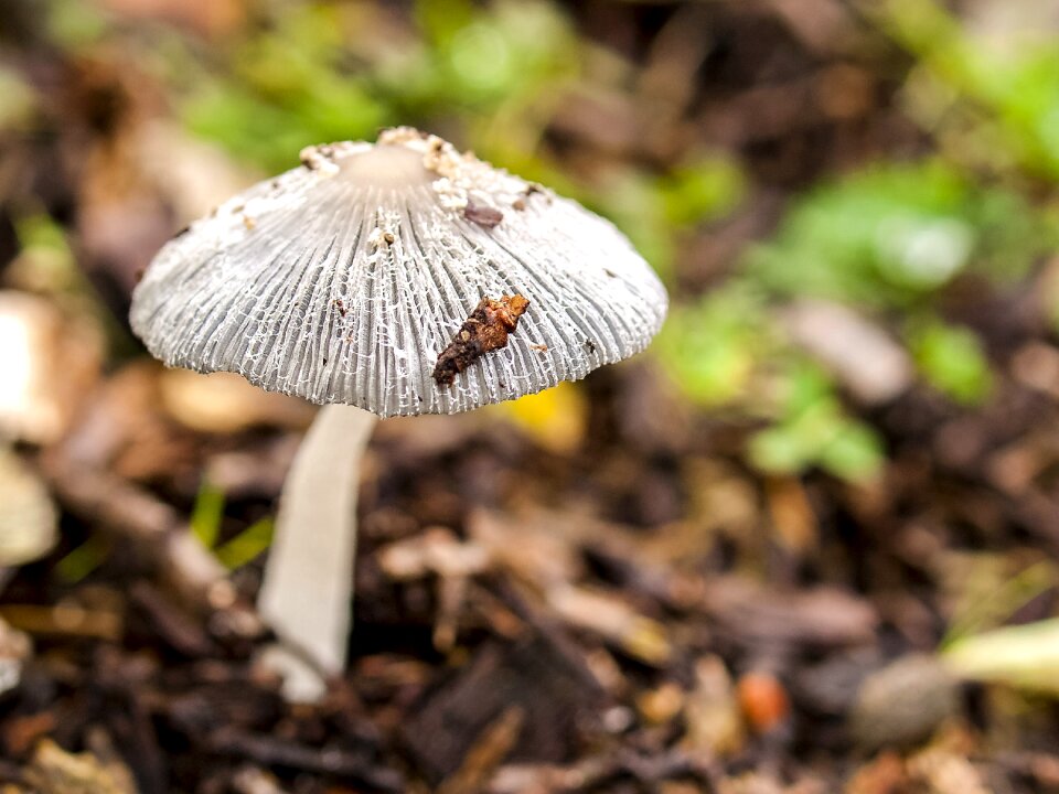 Forest autumn nature