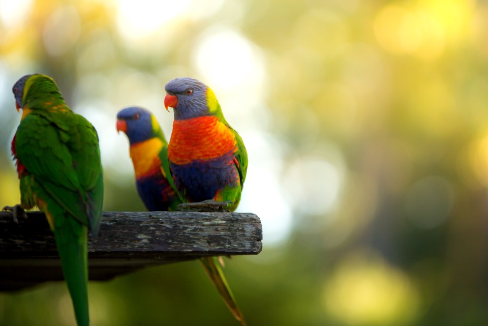 Jervis bay, Australia, Nsw