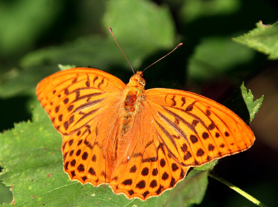 Macro nature garden