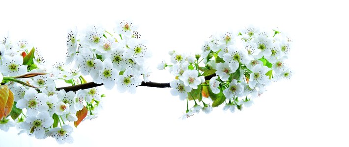 Pear flower orchard spring