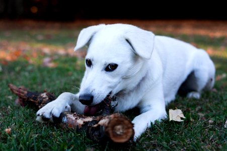 Playing, Puppy, Pet