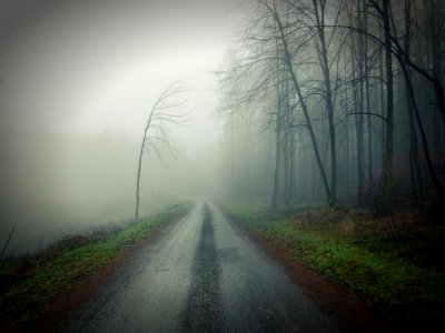 gray road beside bare trees during fog photo