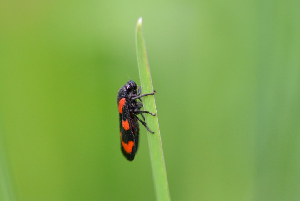 Insect nature animal