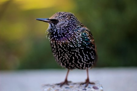 selective focus photography of black bird standing on stones photo