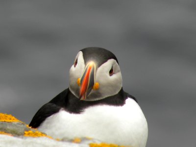 Shetl, Isl, United kingdom