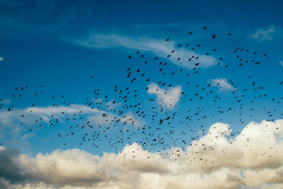flock of birds during daytime photo