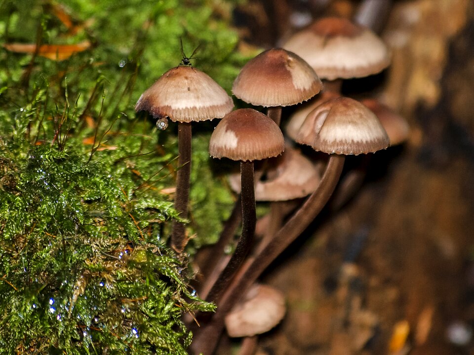 Forest autumn nature