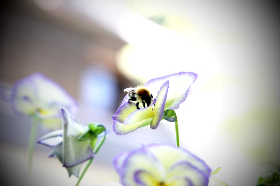 Munich, Germany, Bumblebee