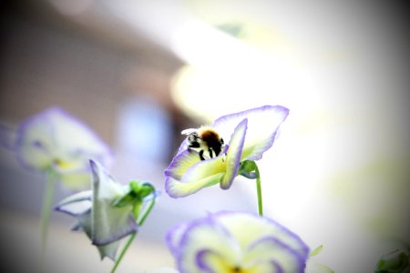 Munich, Germany, Bumblebee photo
