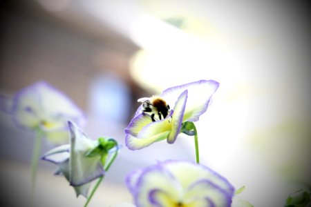 Munich, Germany, Bumblebee