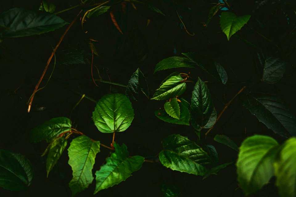 Nature, Texture, Background