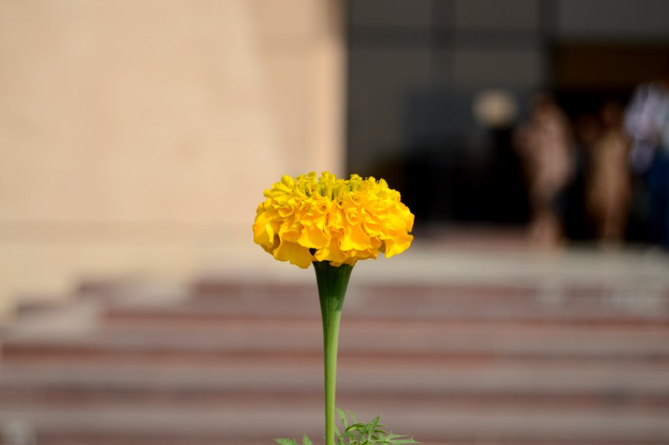 University of gujrat, Gujrat, Pakistan