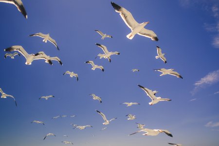 Flying, Seagulls, Birds photo