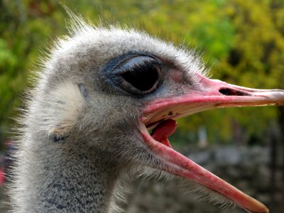 Tongue, Ostrich photo