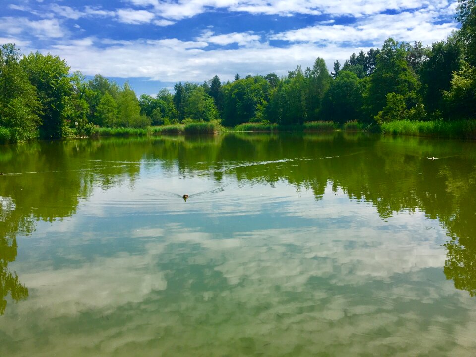Forest nature water