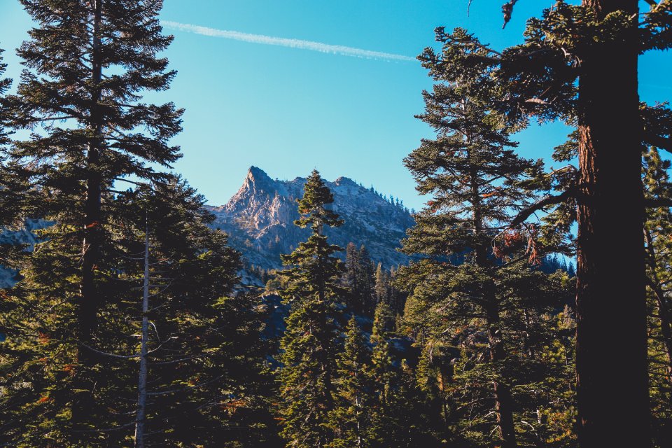 Lake tahoe, United states, Forest