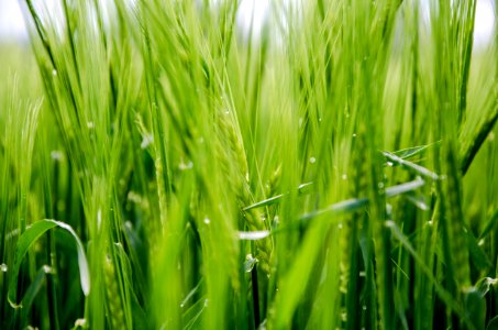 Fresh, Green, Fresh summer green
