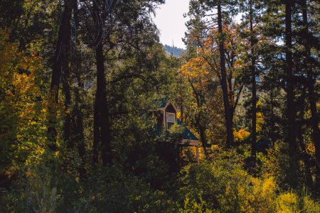 House, The middle of trees, Forest photo