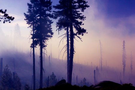 tree surrounded by fog at daytime