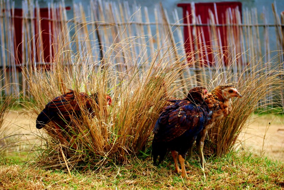 Madagascar, Farm, Chickens