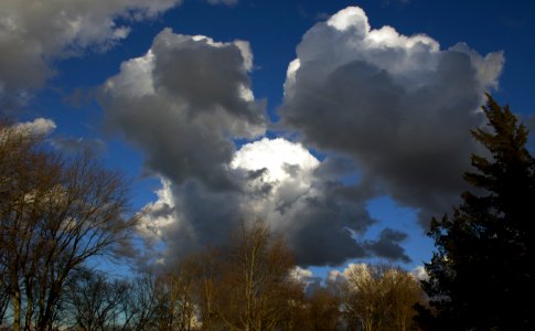 Trees, Scape, Sky