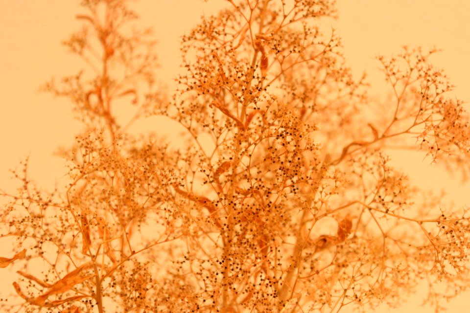 Texture, Nature, Tree