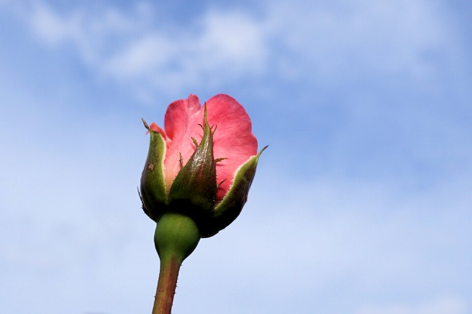 Bloom pink nature