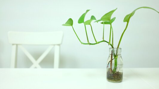 Vase white background