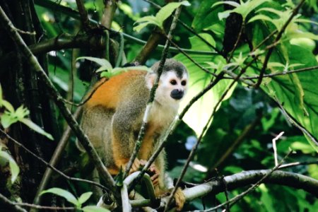 brown and white monkey on tree photo