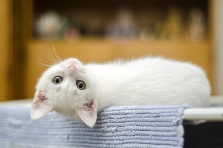 White domestic cute cat photo