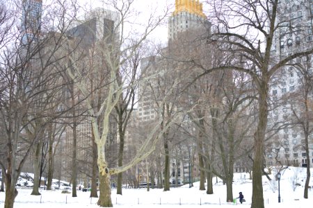 Central park, New york, United states