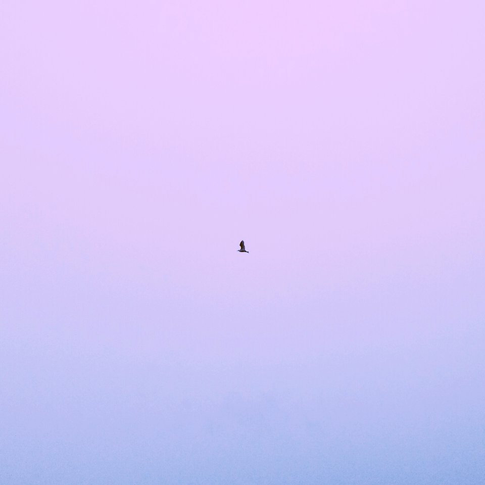 Sky, Bird, Blue