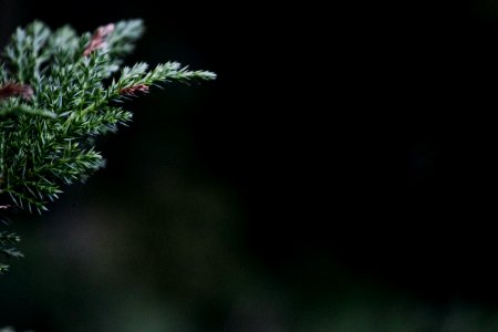 selective focus photography of green pine tree leaf photo