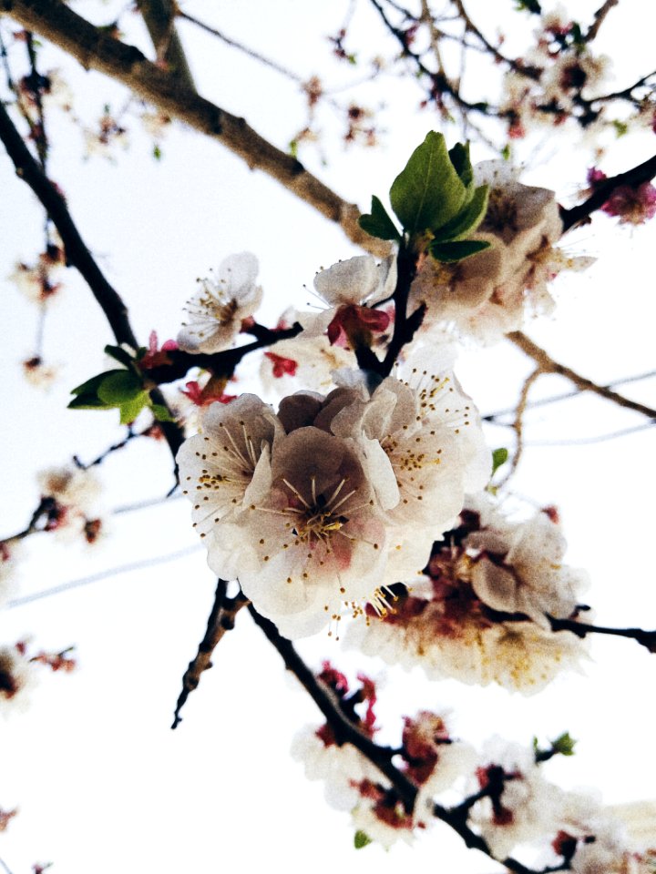 Flowers, Flower, Blossom