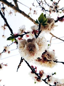 Flowers, Flower, Blossom