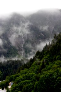 green leafed forest