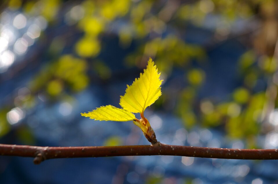 Birch green nature photo