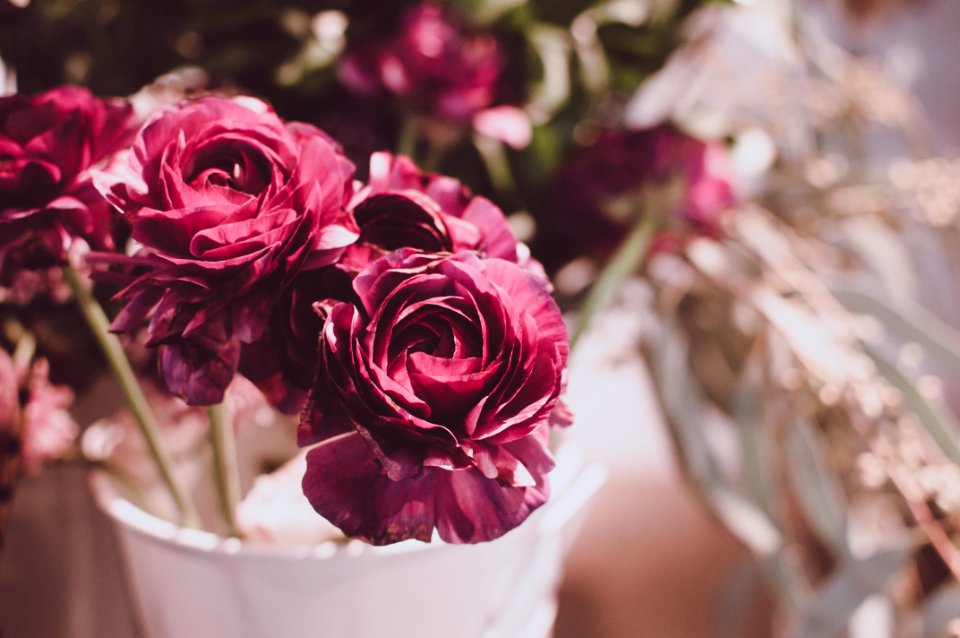 selective focus photography of red carnation flowers