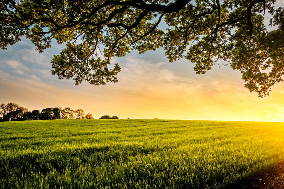 landscape photography of field