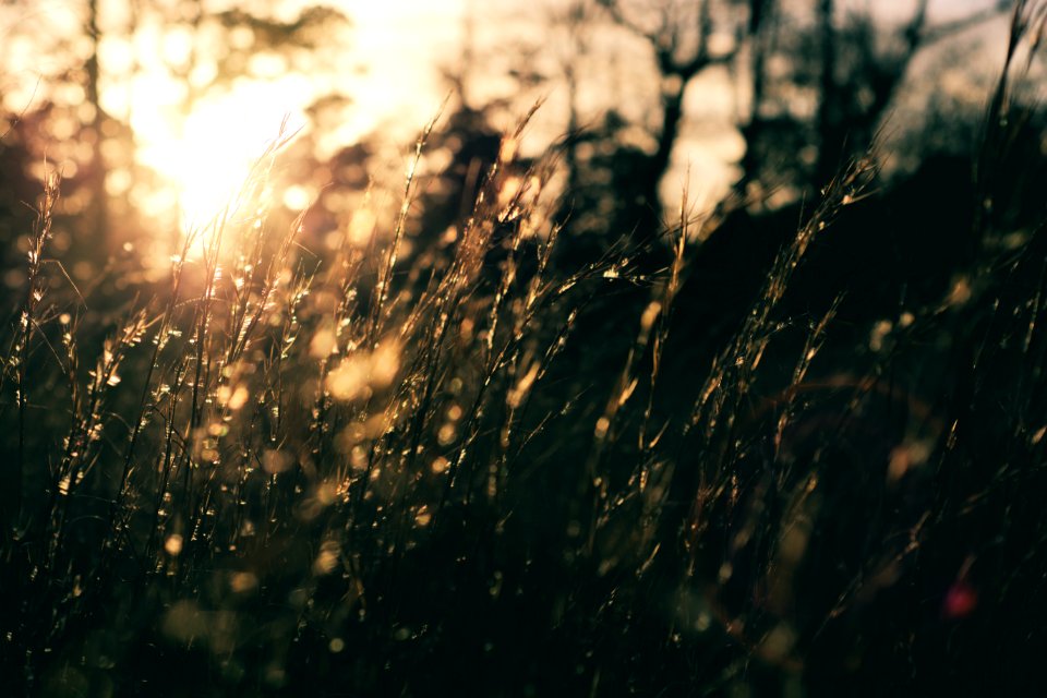Sun, Sunset, Grasses