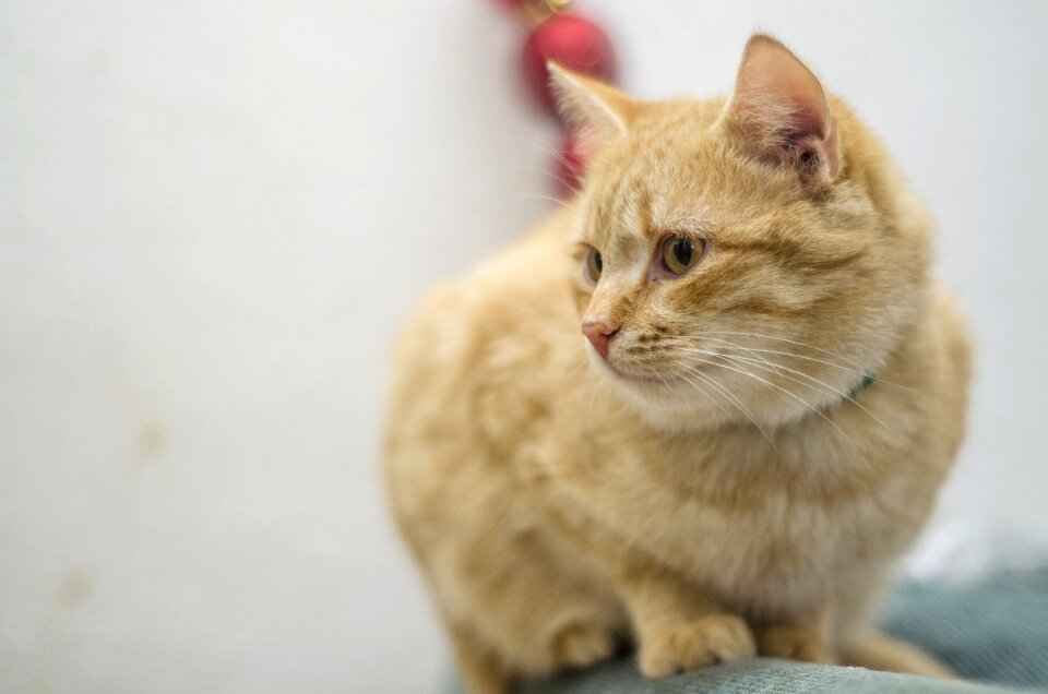 Orange whiskers staring