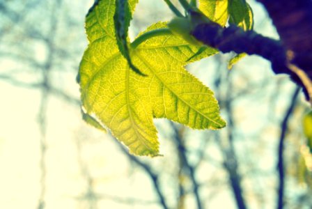 green leaf in shallow focus shot photo