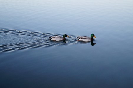 two swimming mallard ducks on still body of water photo