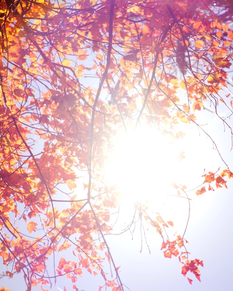 Red leaves, Purple, Negative space