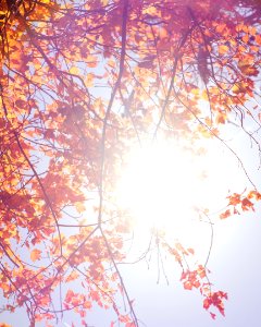 Red leaves, Purple, Negative space photo