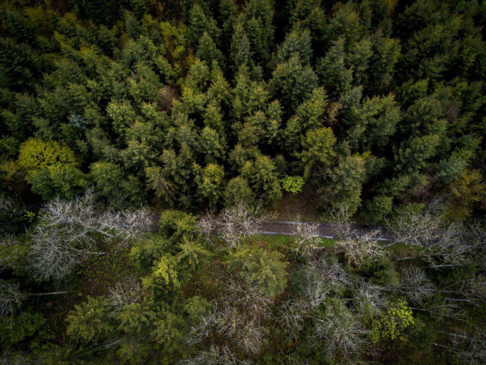 Nature, Road, Wohlen bei bern