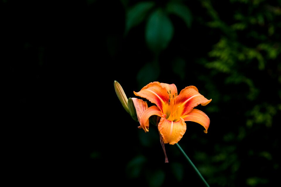 Orange nature blossomed