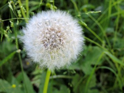 Seeds plant pointed flower photo