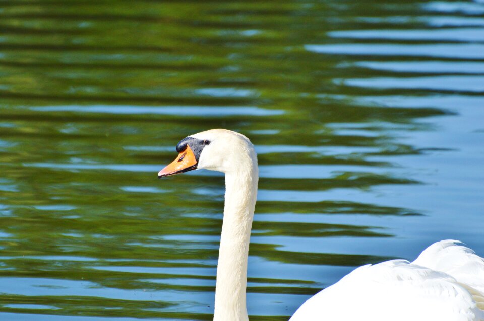 Animal white schwimmvogel