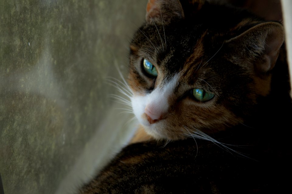 Eyes, Majestic, Cute
